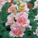 花 種 金魚草 F1ツィーニーアップルブロッサム タキイ種苗 プロ向け 家庭菜園 営利用 花のある暮らし 大量 生産 フラワー