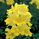 花 種 金魚草 F1ツィーニーイエローシェード タキイ種苗 プロ向け 家庭菜園 営利用 花のある暮らし 大量 生産 フラワー
