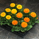 花 種 金盞花 ゴールデンゼム タキイ種苗 プロ向け 家庭菜園 営利用 花のある暮らし 大量 生産 フラワー