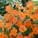 花 種 金蓮花 ベイビーオレンジ タキイ種苗 プロ向け 家庭菜園 営利用 花のある暮らし 大量 生産 フラワー