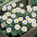 花 種 クリサンセマム パルドサムスノーランド タキイ種苗 プロ向け 家庭菜園 営利用 花のある暮らし 大量 生産 フラワー