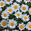 花 種 クリサンセマム パルドサムホワイト タキイ種苗 プロ向け 家庭菜園 営利用 花のある暮らし 大量 生産 フラワー