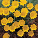 花 種 クリサンセマム ムルチコーレイエロー タキイ種苗 プロ向け 家庭菜園 営利用 花のある暮らし 大量 生産 フラワー