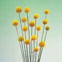 花 種 クラスペディア ゴールドスティック タキイ種苗 プロ向け 家庭菜園 営利用 花のある暮らし 大量 生産 フラワー