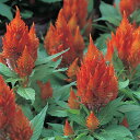花 種 鶏頭 キャッスルオレンジ タキイ種苗 プロ向け 家庭菜園 営利用 花のある暮らし 大量 生産 フラワー