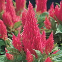 花 種 鶏頭 キャッスルピンク タキイ種苗 プロ向け 家庭菜園 営利用 花のある暮らし 大量 生産 フラワー