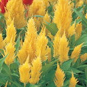 花 種 鶏頭 キャッスルイエロー タキイ種苗 プロ向け 家庭菜園 営利用 花のある暮らし 大量 生産 フラワー