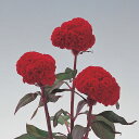 花 種 鶏頭 久留米紅貴 タキイ種苗 プロ向け 家庭菜園 営利用 花のある暮らし 大量 生産 フラワー