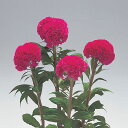 花 種 鶏頭 久留米有明 タキイ種苗 プロ向け 家庭菜園 営利用 花のある暮らし 大量 生産 フラワー