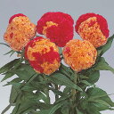 花 種 鶏頭 久留米コロナ タキイ種苗 プロ向け 家庭菜園 営利用 花のある暮らし 大量 生産 フラワー