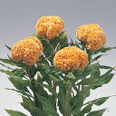 花 種 鶏頭 久留米ゴールド タキイ種苗 プロ向け 家庭菜園 営利用 花のある暮らし 大量 生産 フラワー