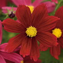 花 種 コスモス ソナタレッドシェード タキイ種苗 プロ向け 家庭菜園 営利用 花のある暮らし 大量 生産 フラワー