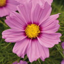 花 種 コスモス ソナタピンクブラッシュ タキイ種苗 プロ向け 家庭菜園 営利用 花のある暮らし 大量 生産 フラワー