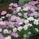 花 種 コスモス アポロラブソング タキイ種苗 プロ向け 家庭菜園 営利用 花のある暮らし 大量 生産 フラワー