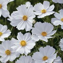 花 種 コスモス センセーションホワイト タキイ種苗 プロ向け 家庭菜園 営利用 花のある暮らし 大量 生産 フラワー