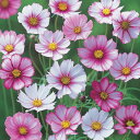 花 種 コスモス ピコティ タキイ種苗 プロ向け 家庭菜園 営利用 花のある暮らし 大量 生産 フラワー