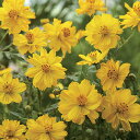 花 種 コスモス ドワーフイエロー タキイ種苗 プロ向け 家庭菜園 営利用 花のある暮らし 大量 生産 フラワー