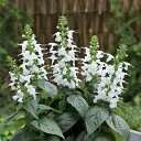 花 種 サルビア ユキプルコ タキイ種苗 プロ向け 家庭菜園 営利用 花のある暮らし 大量 生産 フラワー