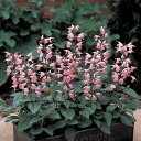 花 種 サルビア サクラプルコ タキイ種苗 プロ向け 家庭菜園 営利用 花のある暮らし 大量 生産 フラワー