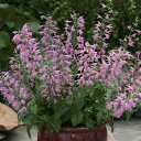花 種 サルビア フジプルコ タキイ種苗 プロ向け 家庭菜園 営利用 花のある暮らし 大量 生産 フラワー