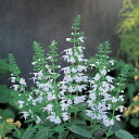 花 種 サルビア スノーニンフ タキイ種苗 プロ向け 家庭菜園 営利用 花のある暮らし 大量 生産 フラワー