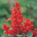 花 種 サルビア フラメンコレッド タキイ種苗 プロ向け 家庭菜園 営利用 花のある暮らし 大量 生産 フラワー