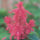 花 種 サルビア フラメンコローズ タキイ種苗 プロ向け 家庭菜園 営利用 花のある暮らし 大量 生産 フラワー