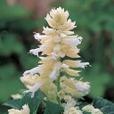 花 種 サルビア フラメンコホワイト タキイ種苗 プロ向け 家庭菜園 営利用 花のある暮らし 大量 生産 フラワー