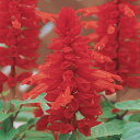 花 種 サルビア モハベ タキイ種苗 プロ向け 家庭菜園 営利用 花のある暮らし 大量 生産 フラワー