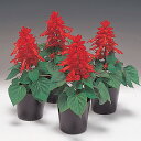 花 種 サルビア スカーレットキング タキイ種苗 プロ向け 家庭菜園 営利用 花のある暮らし 大量 生産 フラワー