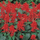 花 種 サルビア ホットジャズ タキイ種苗 プロ向け 家庭菜園 営利用 花のある暮らし 大量 生産 フラワー