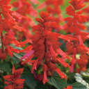 花 種 サルビア カラビニエールスカーレット タキイ種苗 プロ向け 家庭菜園 営利用 花のある暮らし 大量 生産 フラワー