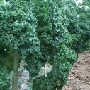 ケール 種 カリーノケールHG イタリア 野菜 種 トキタ 種 苗 グストイタリア おいしい 種類 家庭菜園 プロ向け 大袋 小袋 農家 セレクト
