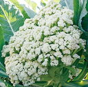 カリフラワー 種 カリフローレ60 イタリア 野菜 種 トキタ 種 苗 グストイタリア おいしい 種類 家庭菜園 プロ向け 大袋 小袋 農家 セレクト