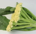 カリフラワー 種 カリフローレ70 イタリア 野菜 種 トキタ 種 苗 グストイタリア おいしい 種類 家庭菜園 プロ向け 大袋 小袋 農家 セレクト