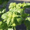 バジル 種 TSGI-212 イタリア 野菜 種 トキタ 種 苗 グストイタリア おいしい 種類 家庭菜園 プロ向け 大袋 小袋 農家 セレクト