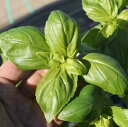 バジル 種 TSGI-217 イタリア 野菜 種 トキタ 種 苗 グストイタリア おいしい 種類 家庭菜園 プロ向け 大袋 小袋 農家 セレクト