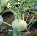 コールラビ 種 TSGI-1657(緑) イタリア 野菜 種 トキタ 種 苗 グストイタリア おいしい 種類 家庭菜園 プロ向け 大袋 小袋 農家 セレクト