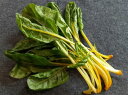 ふだんそう 種 ビエトラ・ビアンコ イタリア 野菜 種 トキタ 種 苗 グストイタリア おいしい 種類 家庭菜園 プロ向け 大袋 小袋 農家 セレクト