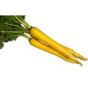 ニンジン 種 バーニャカウダ黄 イタリア 野菜 種 トキタ 種 苗 グストイタリア おいしい 種類 家庭菜園 プロ向け 大袋 小袋 農家 セレクト