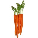 ニンジン 種 バーニャカウダ橙II イタリア 野菜 種 トキタ 種 苗 グストイタリア おいしい 種類 家庭菜園 プロ向け 大袋 小袋 農家 セレクト