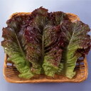 レタス 種 アカチマ トキタ 種 苗 おいしい 種類 家庭菜園 プロ向け 大袋 小袋 農家 セレクト