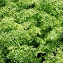 からし菜 種 グリーンフリル トキタ 種 苗 おいしい 種類 家庭菜園 プロ向け 大袋 小袋 農家 セレクト