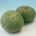 カボチャ 種 小吉 白 トキタ 種 苗 おいしい 種類 家庭菜園 プロ向け 大袋 小袋 農家 セレクト