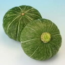 カボチャ 種 小吉 緑 トキタ 種 苗 おいしい 種類 家庭菜園 プロ向け 大袋 小袋 農家 セレクト