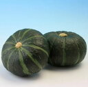 カボチャ 種 小吉 黒 トキタ 種 苗 おいしい 種類 家庭菜園 プロ向け 大袋 小袋 農家 セレクト