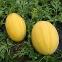 スイカ 種 金のたまご トキタ 種 苗 おいしい 種類 家庭菜園 プロ向け 大袋 小袋 農家 セレクト