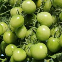 トマト 種 サングリーン トキタ 種 苗 おいしい 種類 家庭菜園 プロ向け 大袋 小袋 農家 セレクト