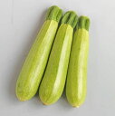ズッキーニ 種 ゼルダ・ライム トキタ 種 苗 おいしい 種類 家庭菜園 プロ向け 大袋 小袋 農家 セレクト