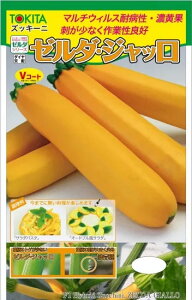 ズッキーニ 種 ゼルダ・ジャッロ トキタ 種 苗 おいしい 種類 家庭菜園 プロ向け 大袋 小袋 農家 セレクト